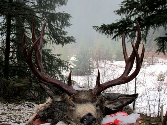 Hunting Deer