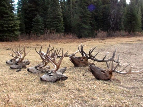 Hunting Deer