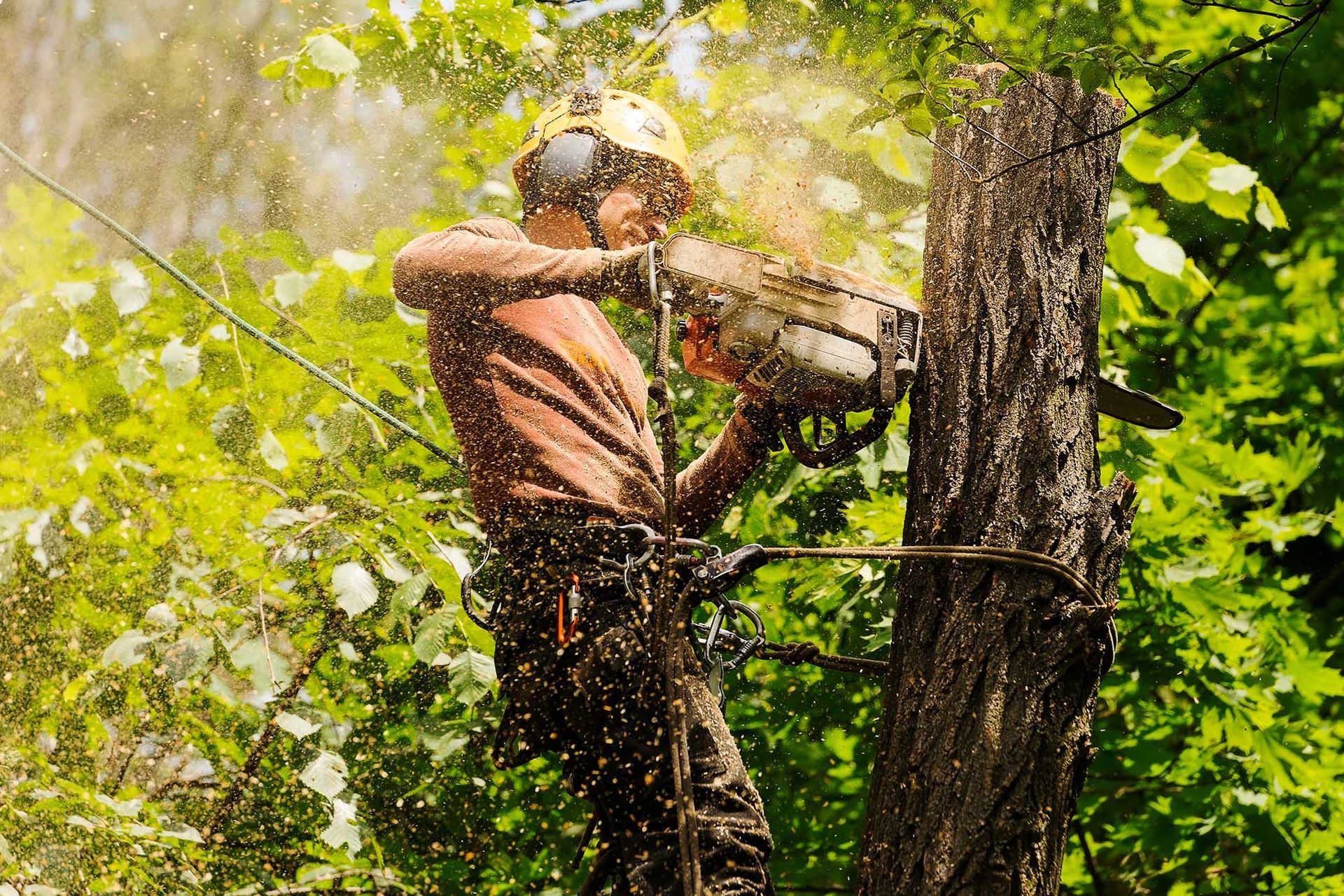 An Arborist Cutting a Tree With a Chainsaw