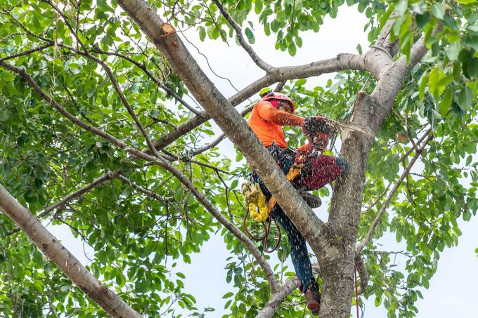 Worker Cutting Trees