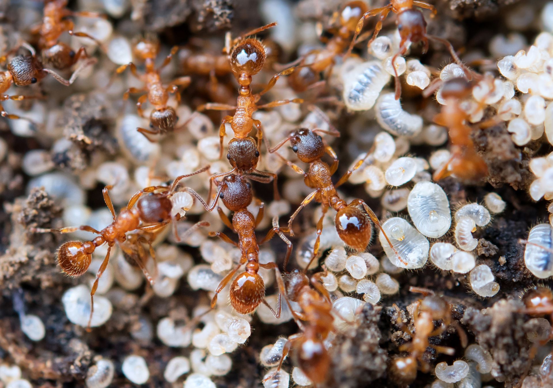 Do Ants Ever Sleep? EcoGuard Pest Management