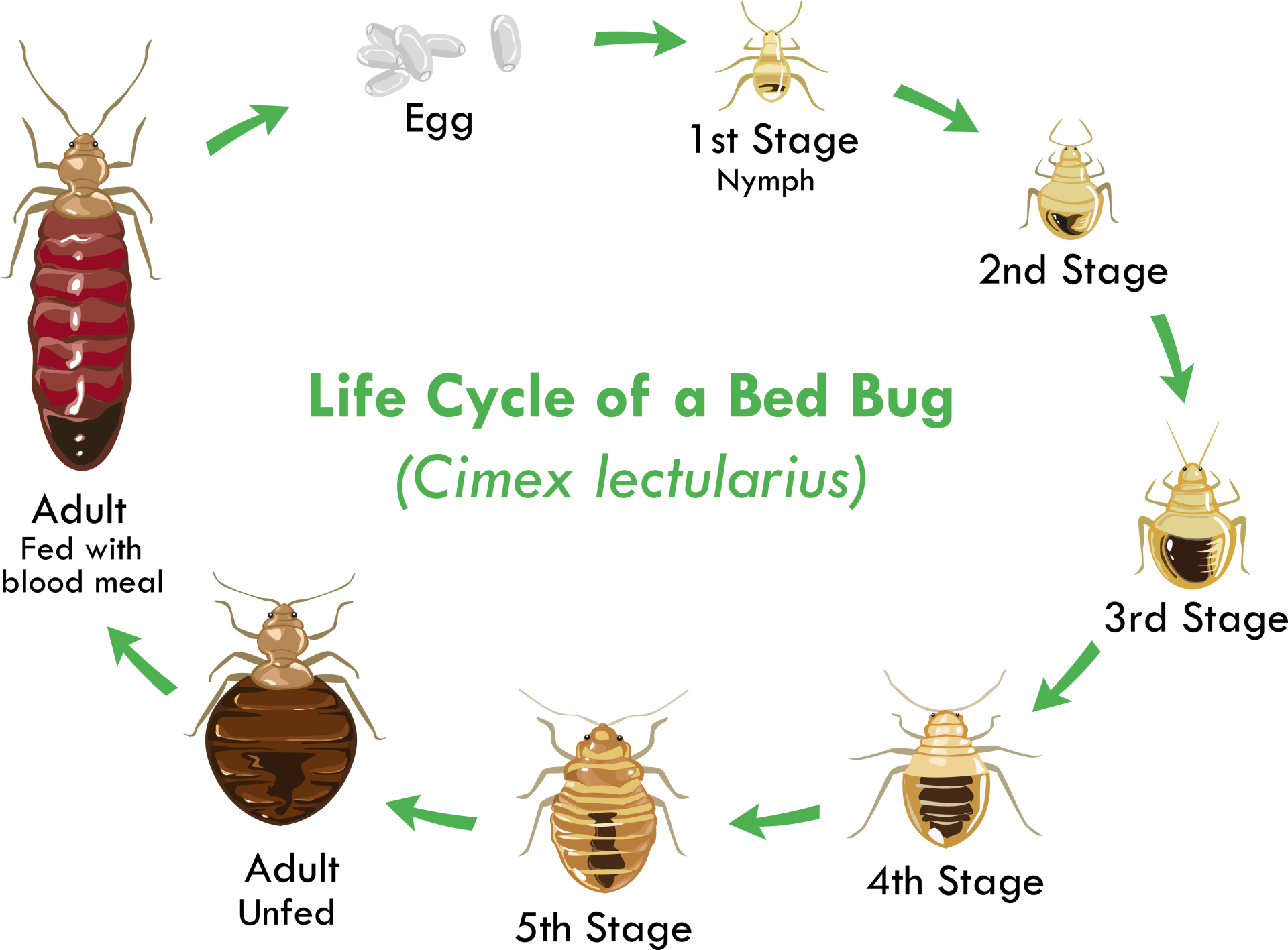 7 Stages Of The Bed Bug Life Cycle EcoGuard Pest Management 7 Stages Of The Bed Bug Life Cycle EcoGuard Pest Management