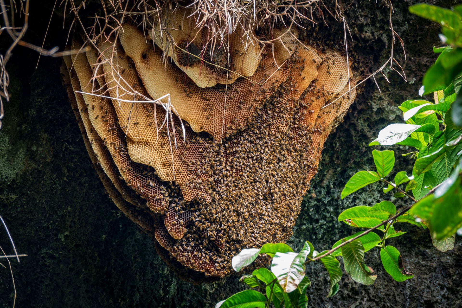 How to Get Rid of a Beehive Safely EcoGuard