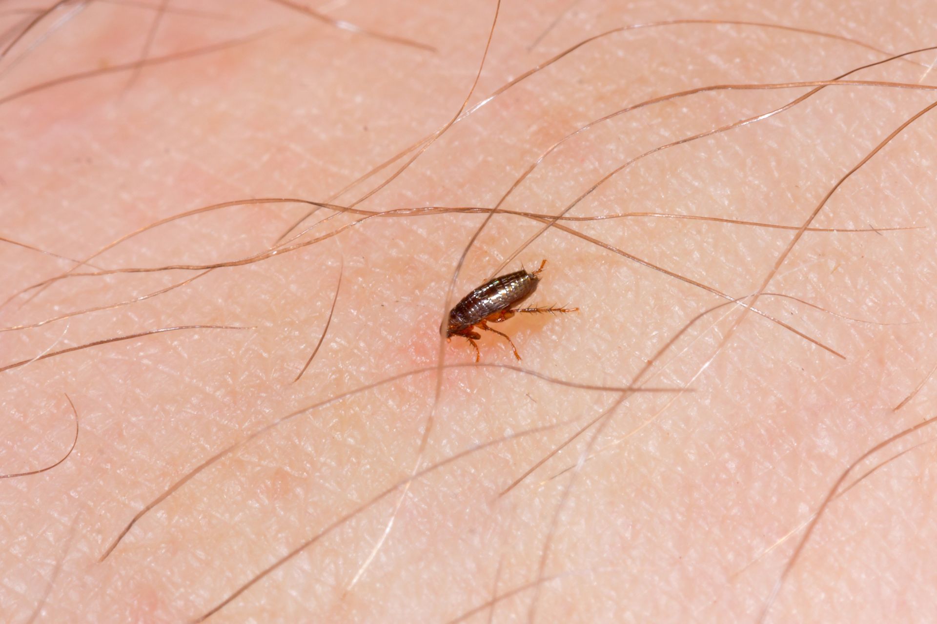 Can Humans Get Fleas From Their Pets EcoGuard Pest Management Can Humans Get Fleas From Their Pets EcoGuard Pest Management