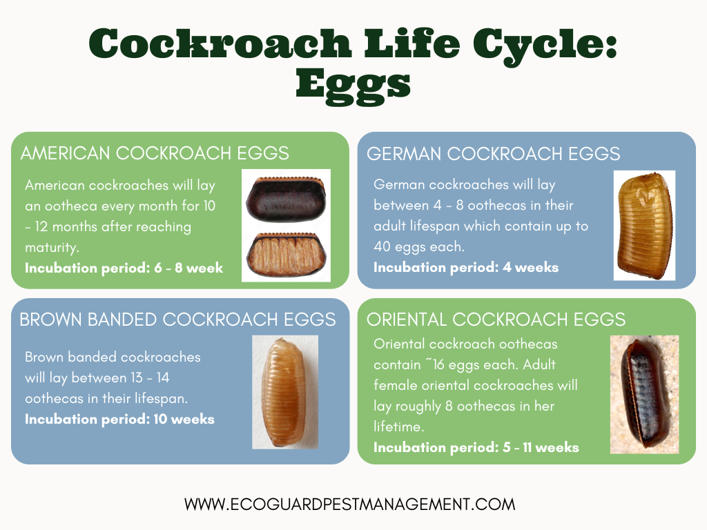 How Long Do Cockroaches Live? Cockroach Life Cycle EcoGuard