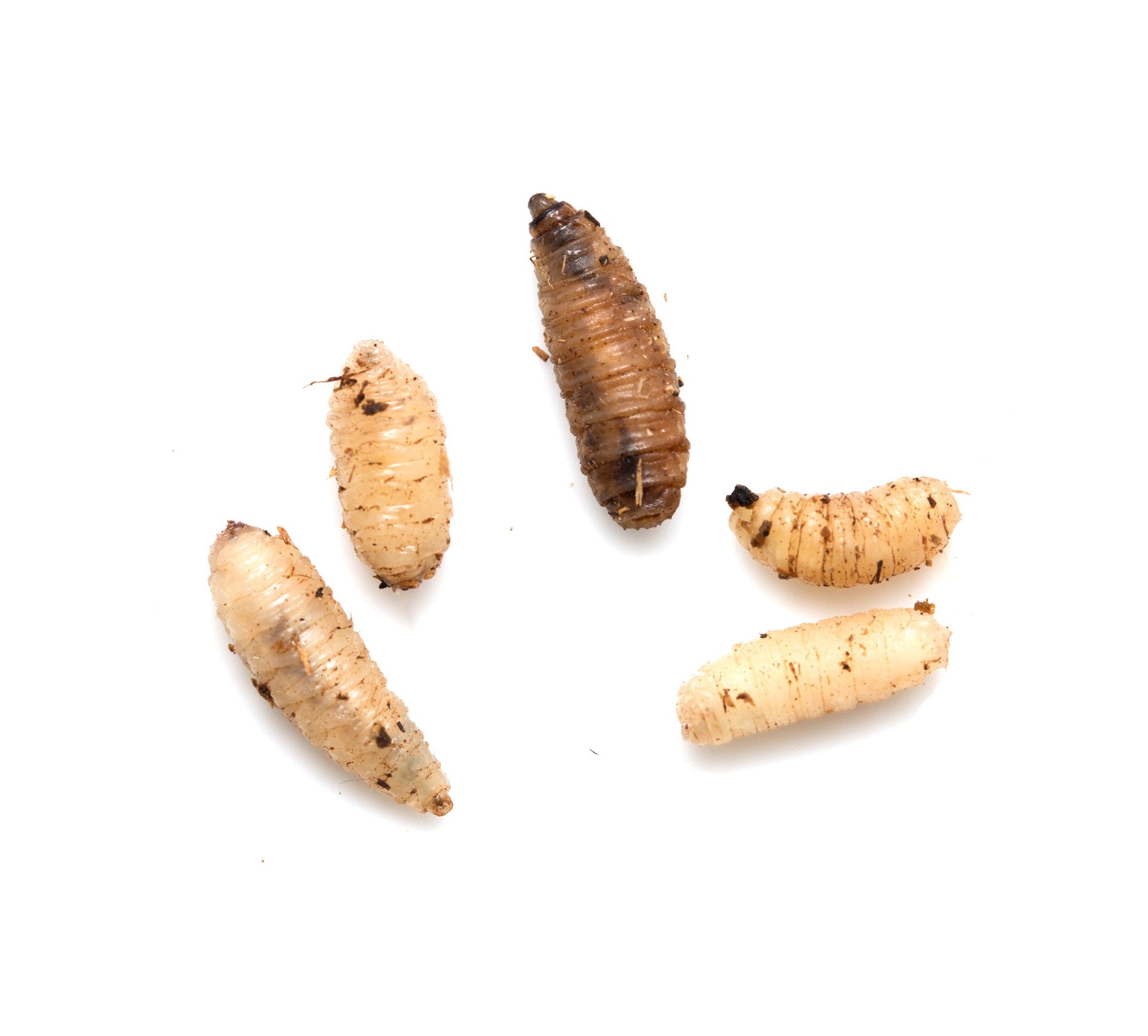 termite larvae vs maggots