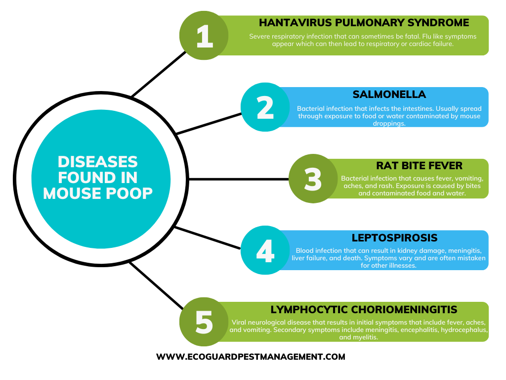 Diagram that lists the 5 most common and dangerous diseases found in mouse poop