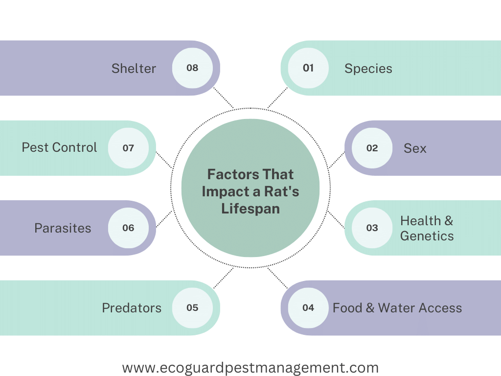 diagram that shows 8 factors that can impact the lifespan of a rat.