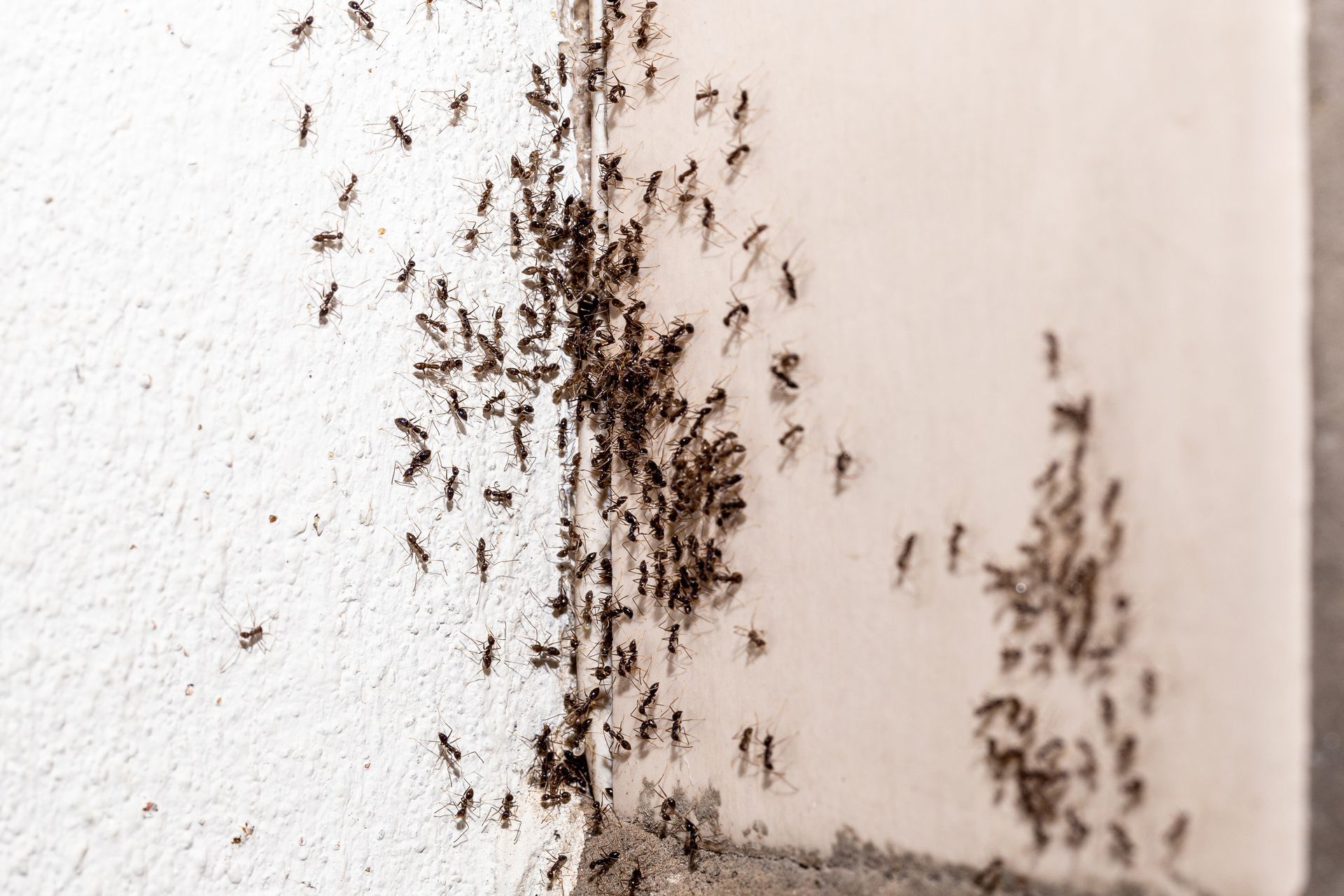 ants entering home
