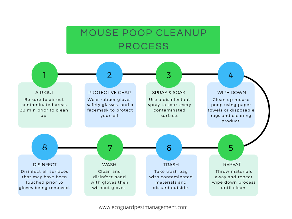 8 step process that lists out CDC recommended steps to take when cleaning up mouse poop.