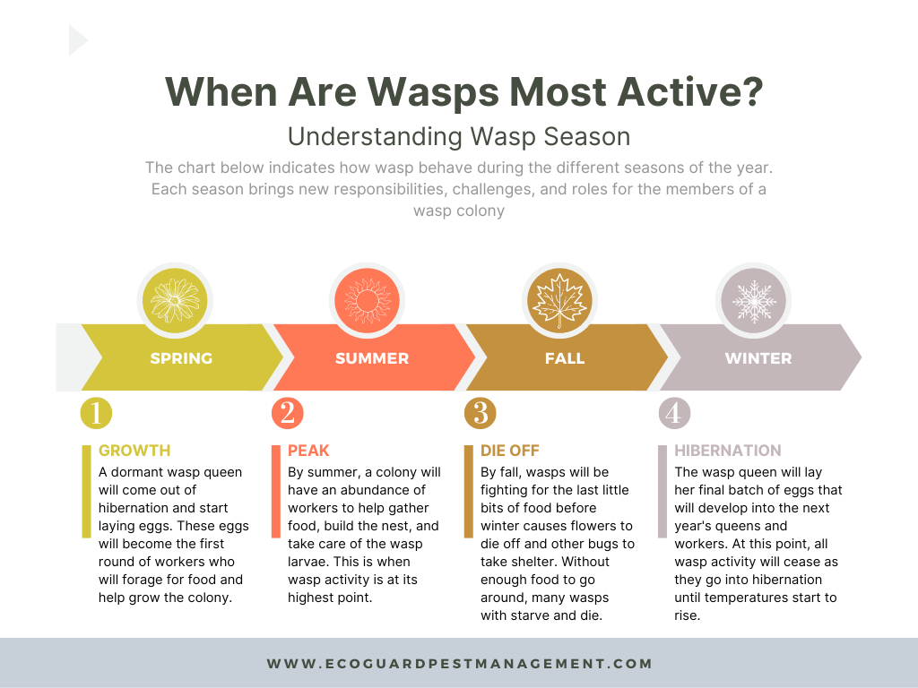 This chart explores how wasps behave, develop, and respond to change throughout each season.
