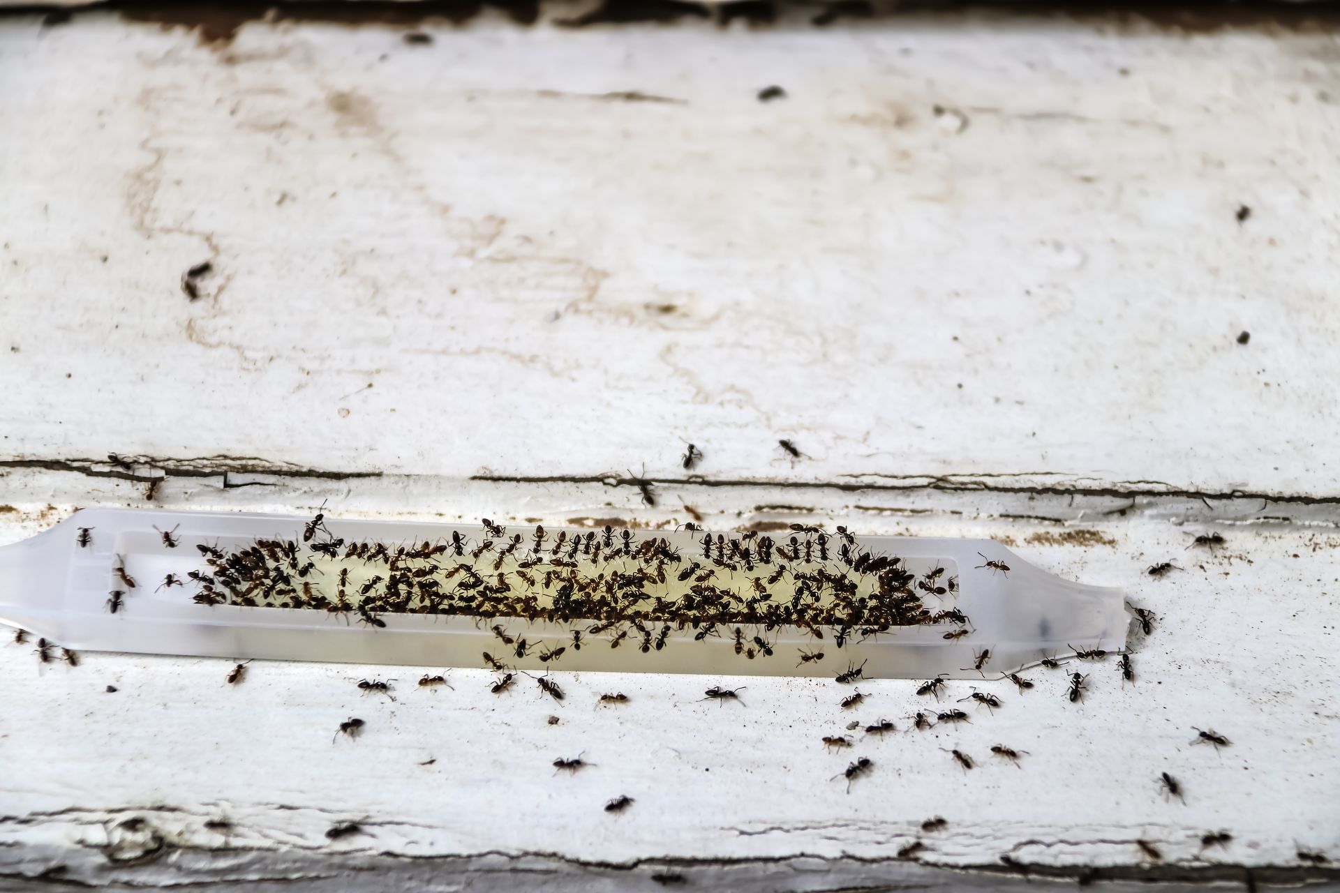 ant trap
