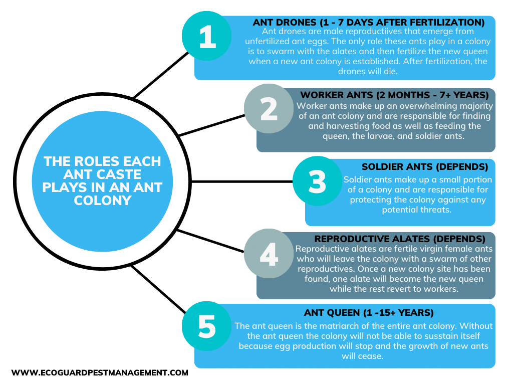 diagram that identifies the 5 different ant castes and the roles they play within the ant colony and how long each caste is expected to live.