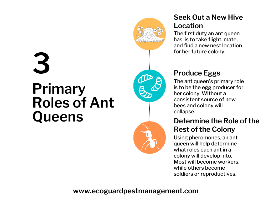 diagram that shows the different roles the ant queen plays