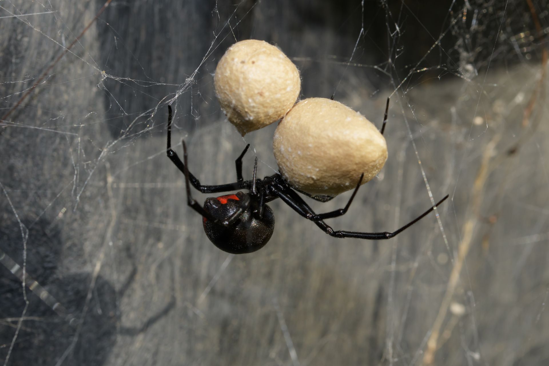 black widow bite