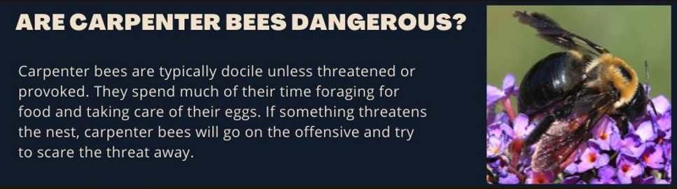 Carpenter bees are not considered dangerous or aggressive. They will try to defend their nest. Carpenter bees are not considered dangerous or aggressive. They will try to defend their nest.