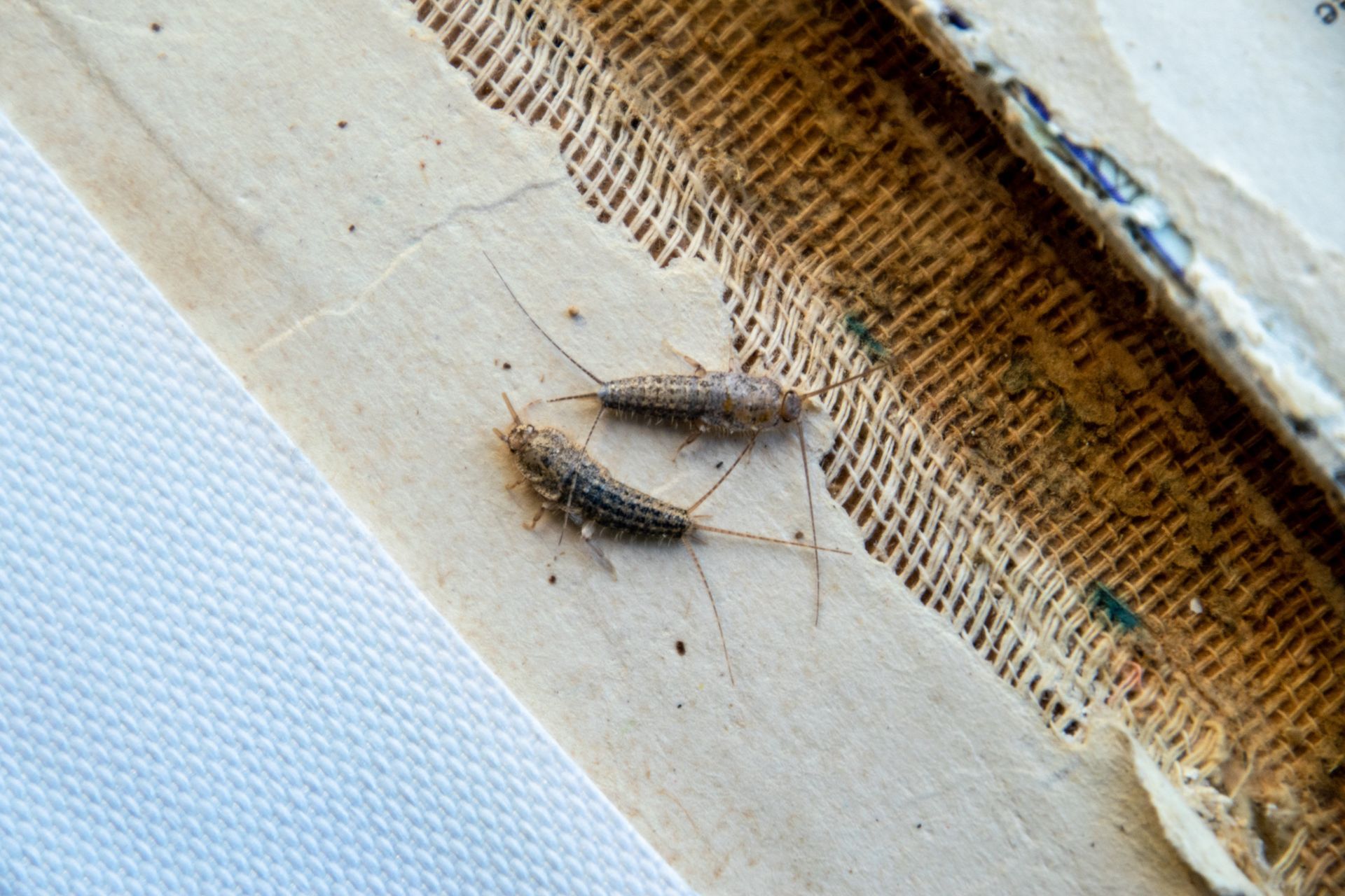 are silverfish dangerous