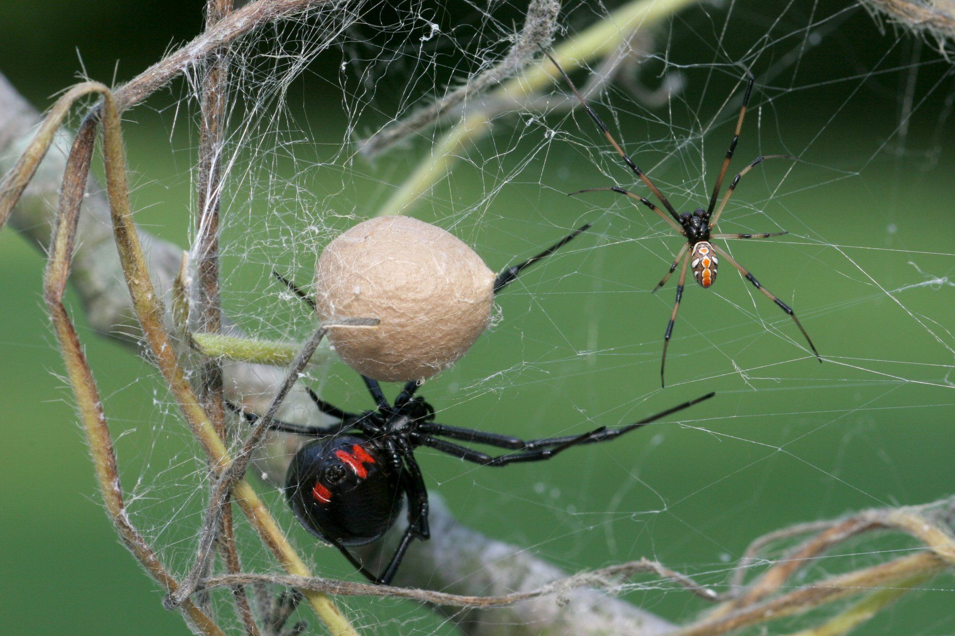 what black widows look like