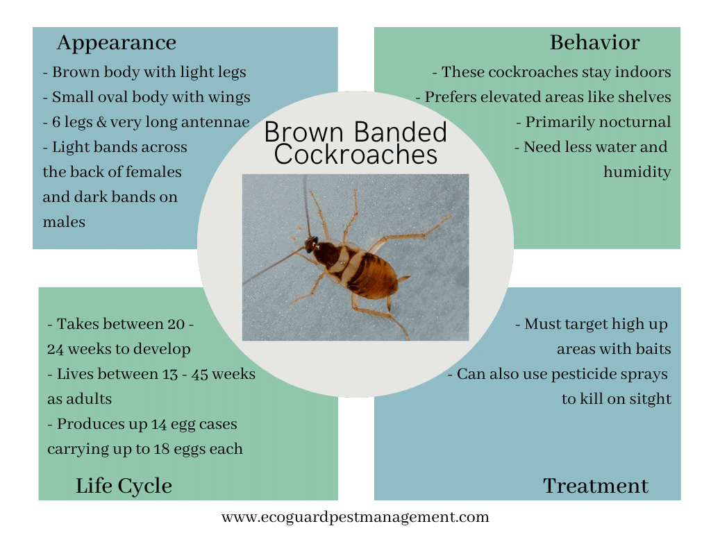 adult brown-banded cockroach diagram that describes brown banded cockroaches
