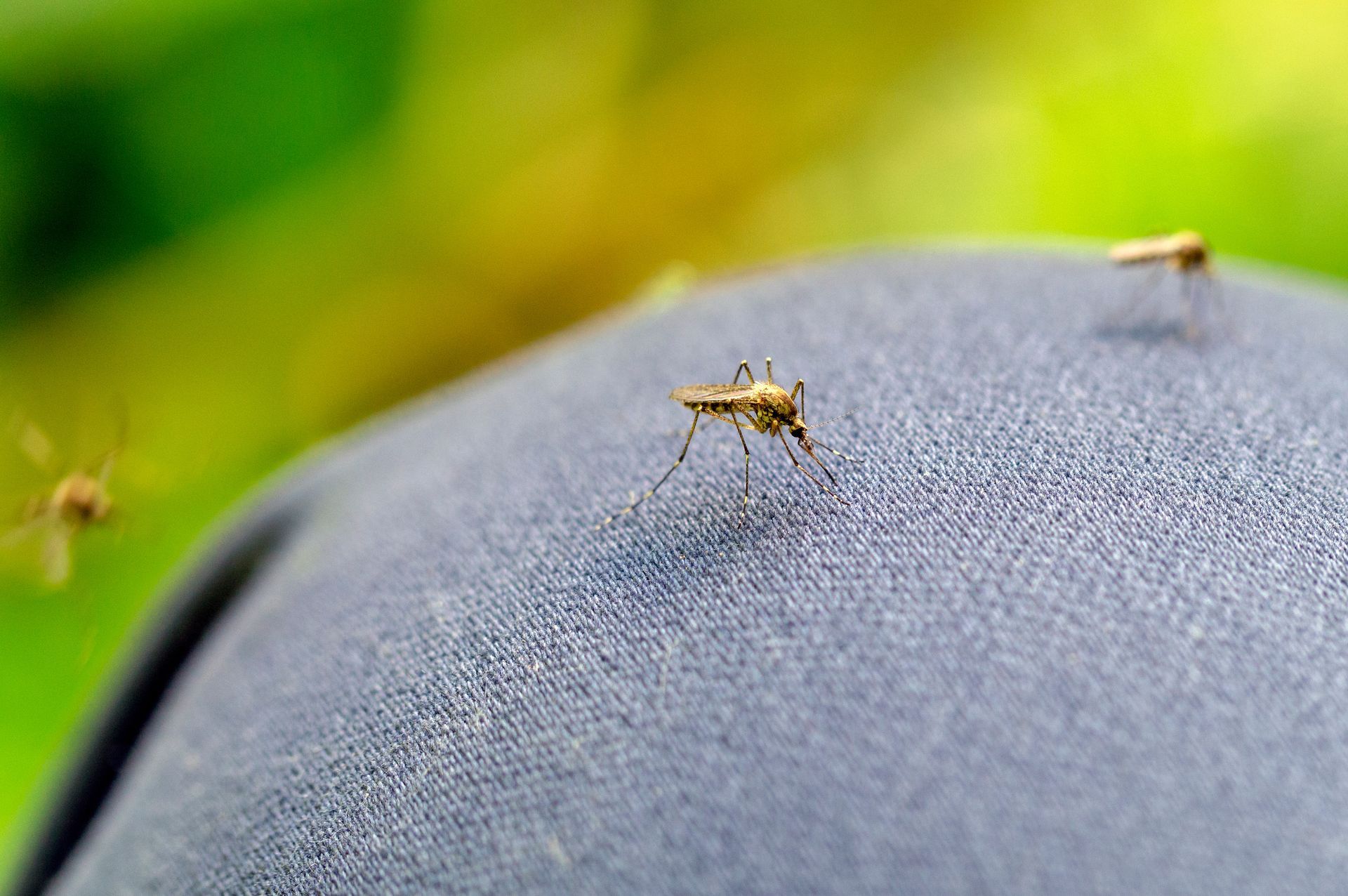 mosquito bites