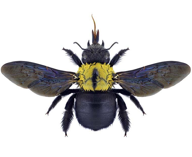 What a carpenter bee looks like What a carpenter bee looks like
