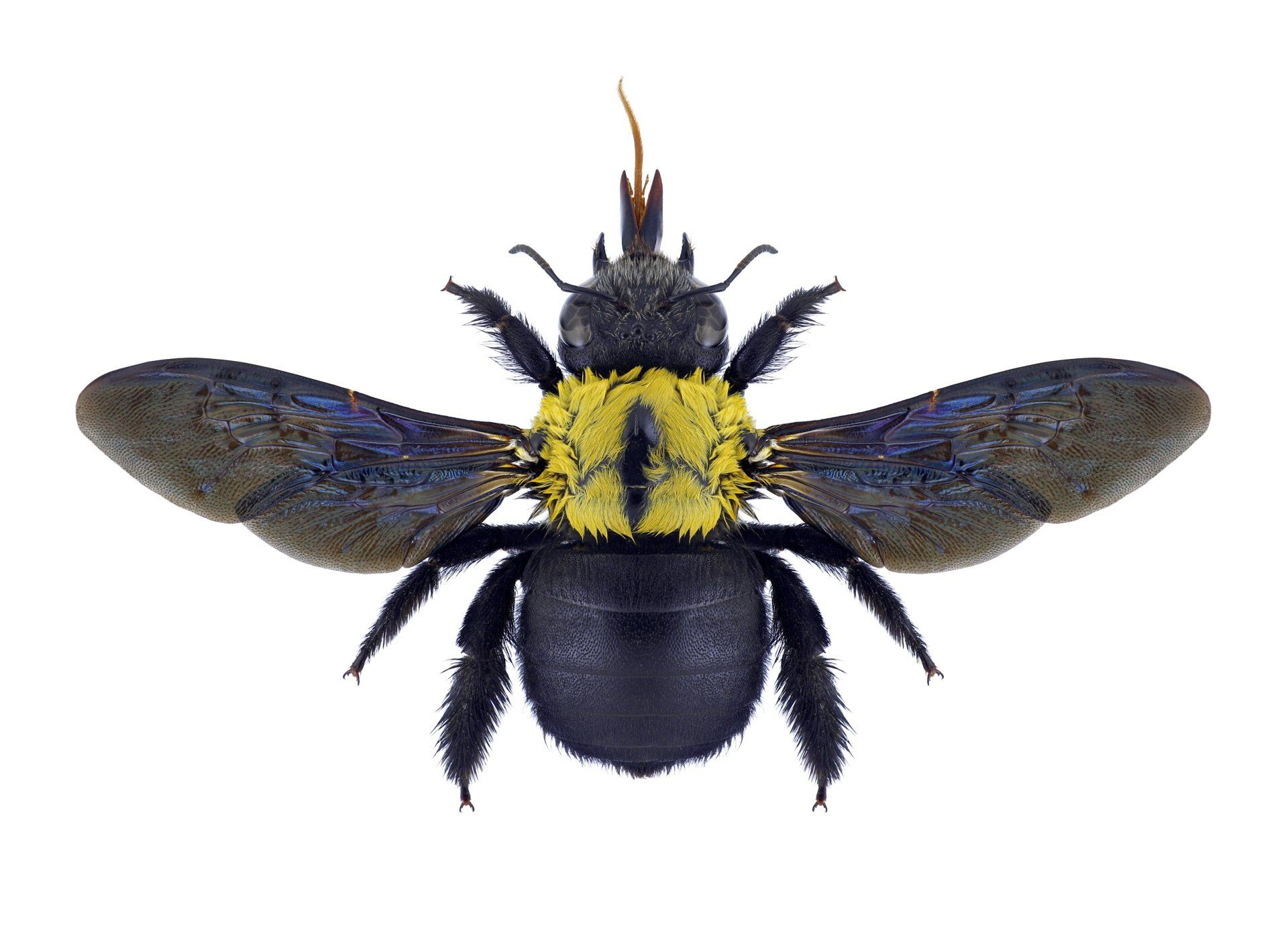image of carpenter bee