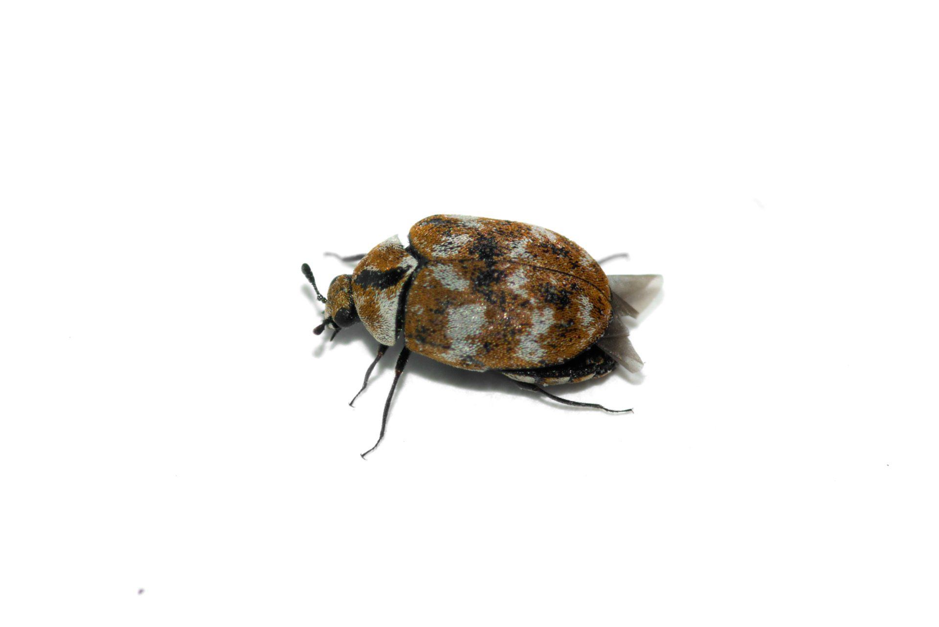 get rid of beetle