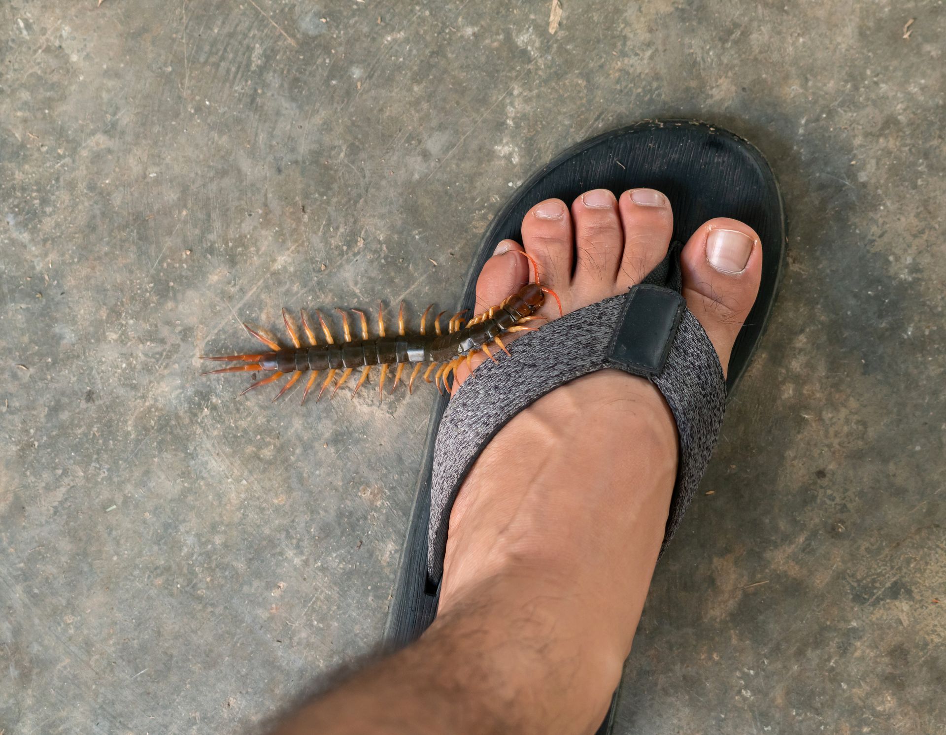 centipede bite