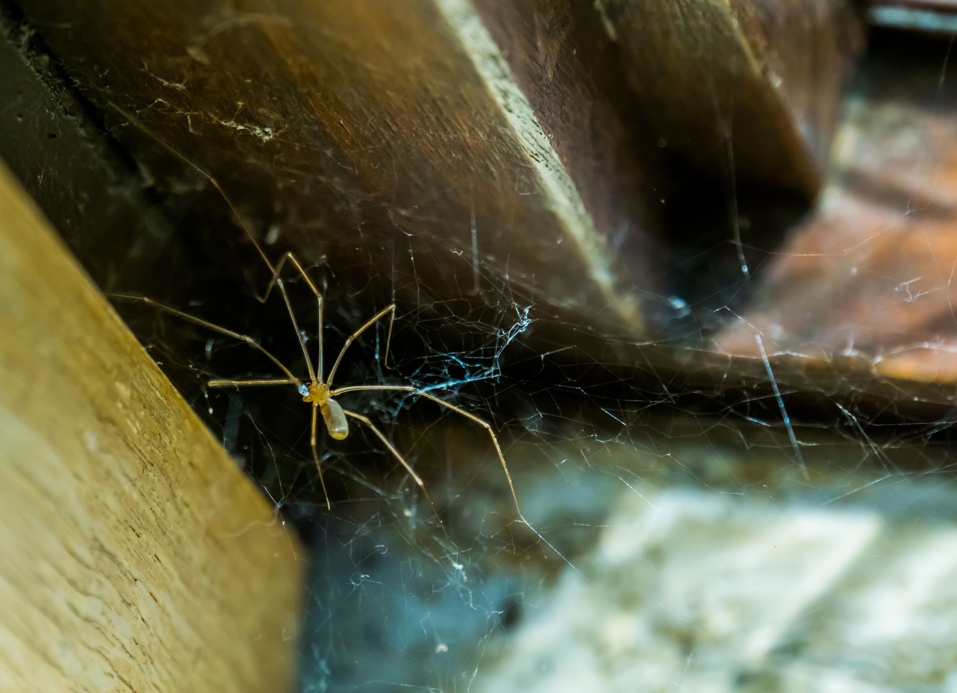 house spiders