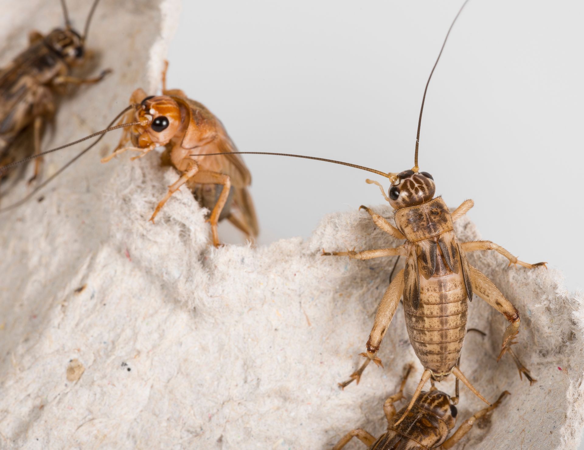 cricket bite