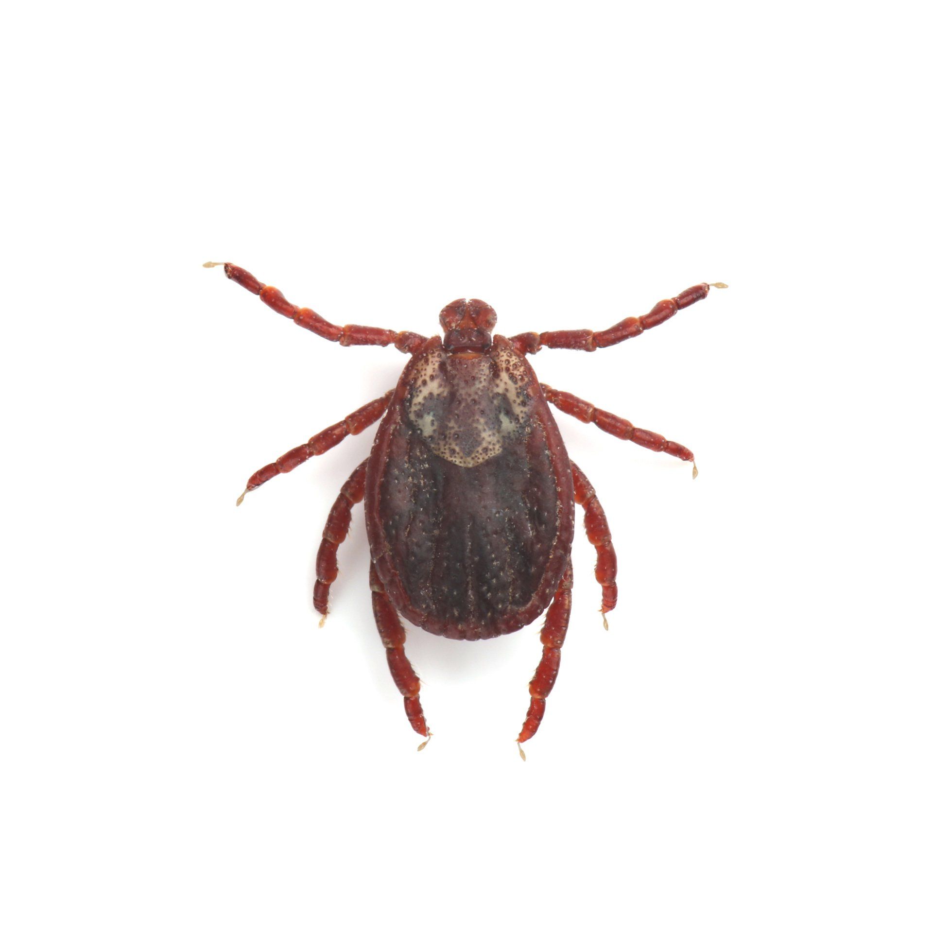 tick borne diseases