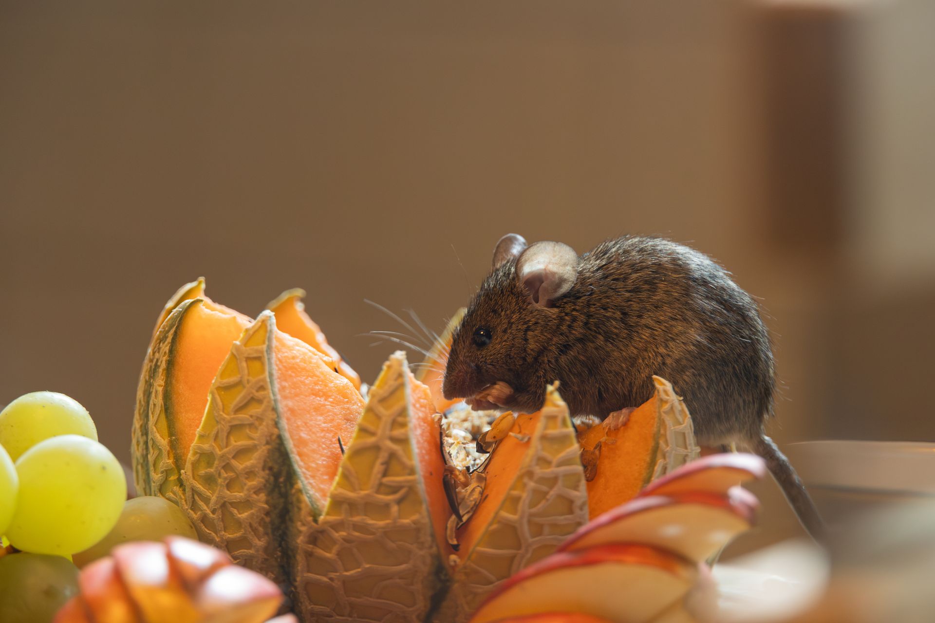 fall pests