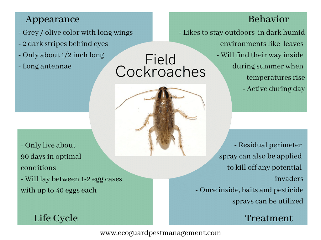 Adult Field Cockroach diagram that describes field cockroaches