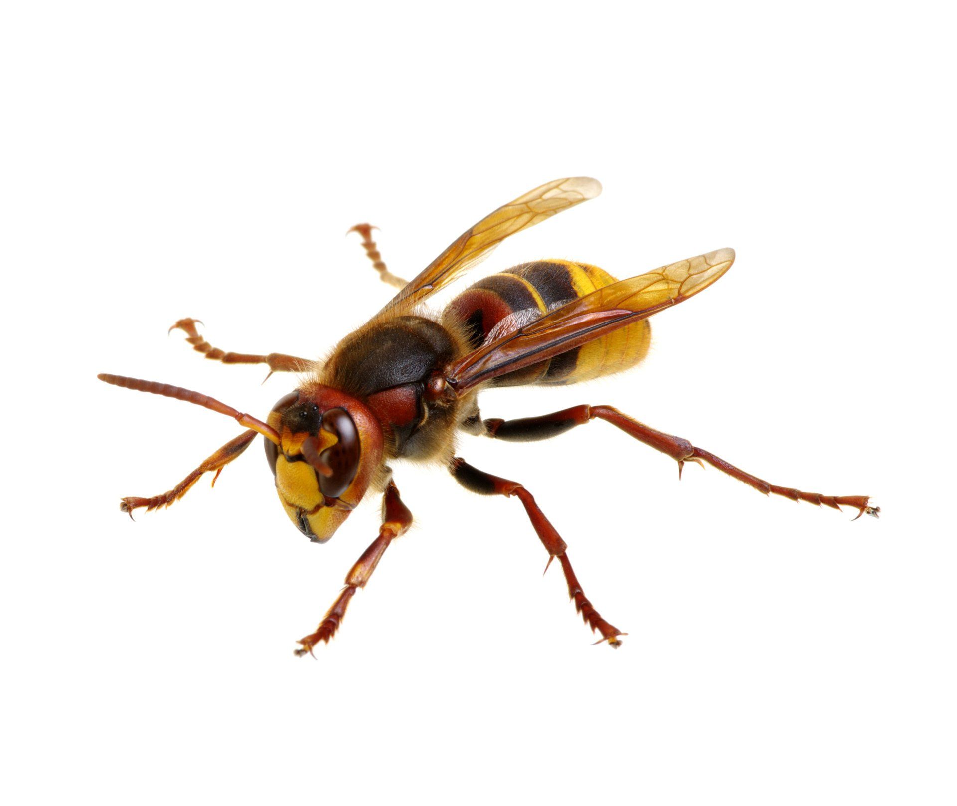 Stinging Pest Similarities & Differences