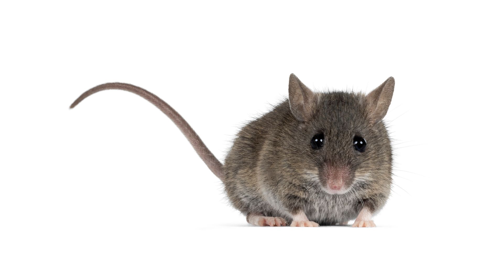 house mouse