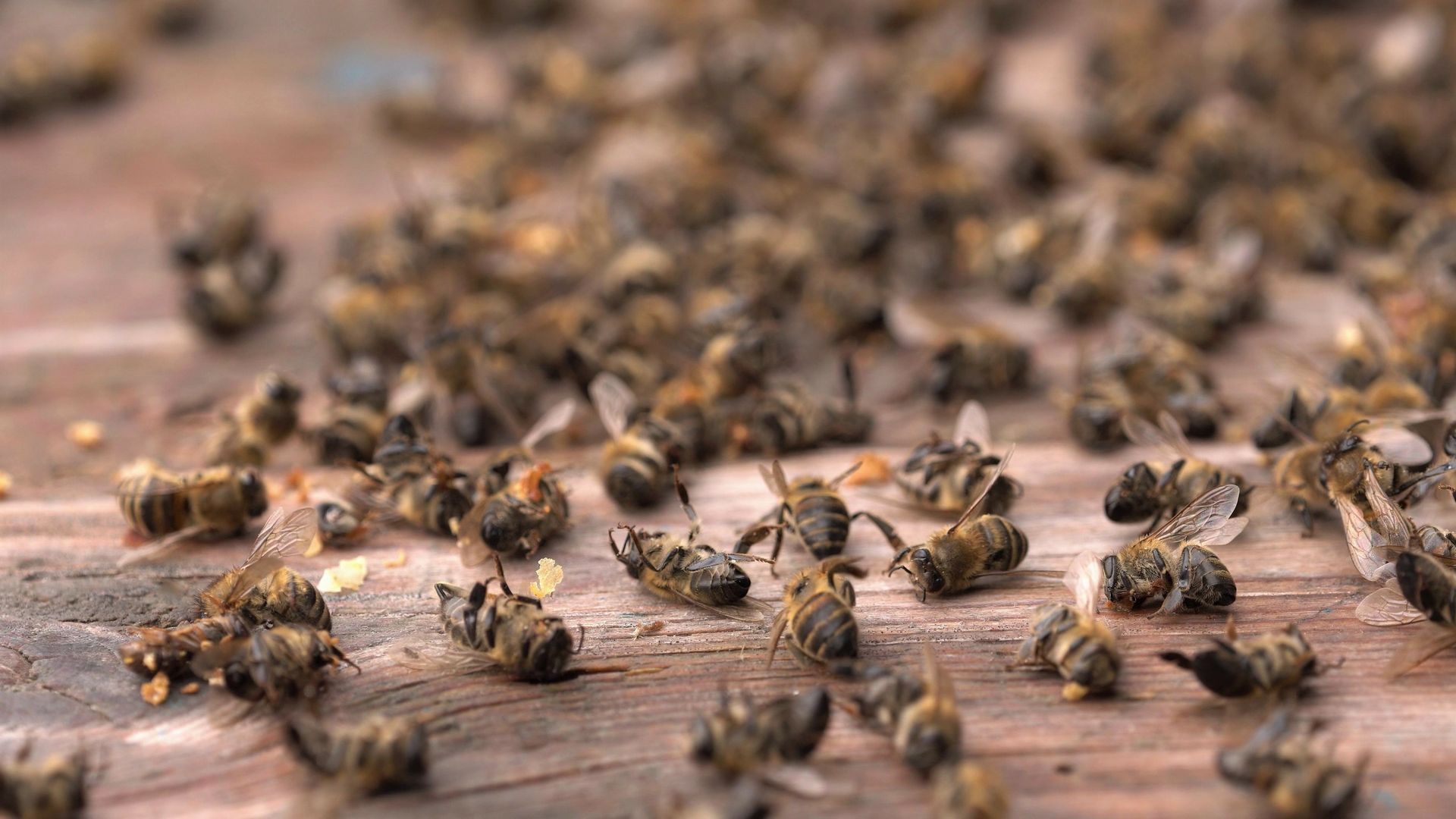 bee lifespan