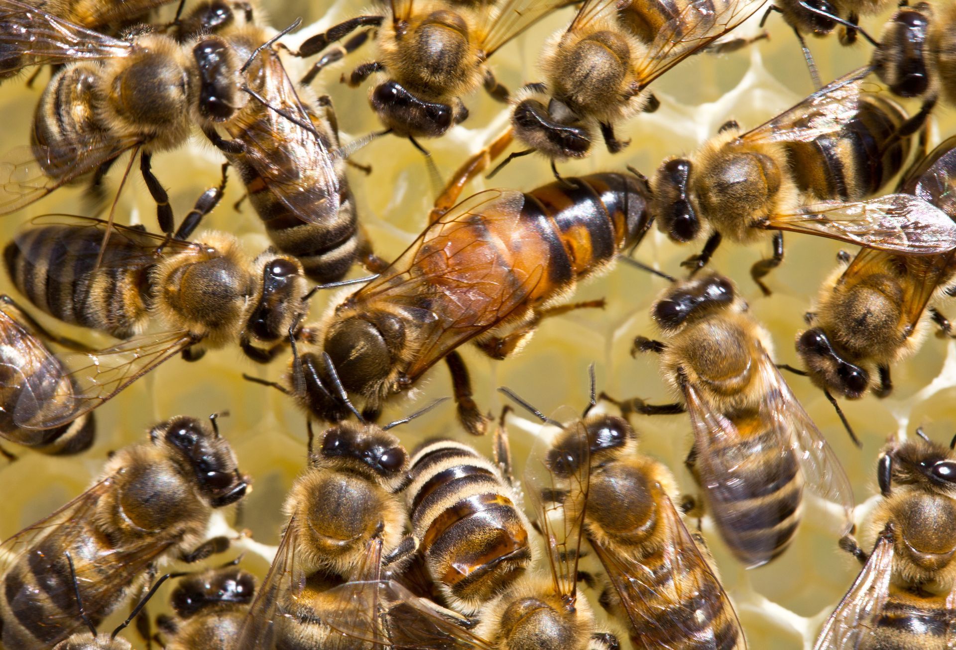queen bee