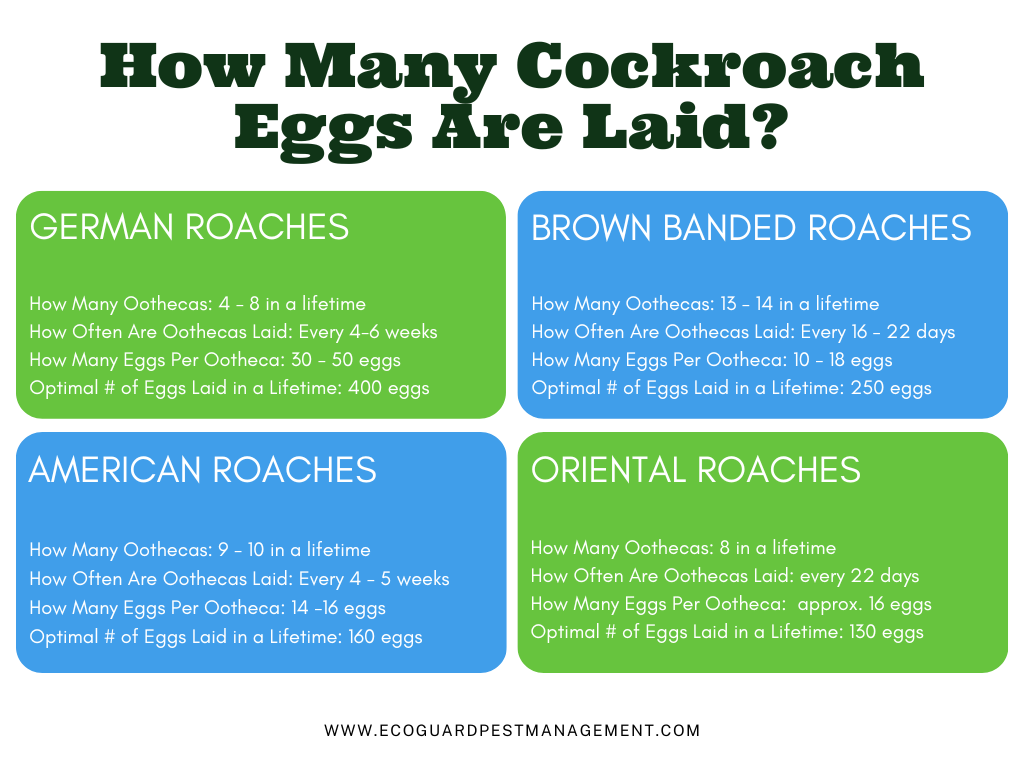 Table that identifies how many oothecas in a lifetime, how often oothecas are laid, how many eggs per ootheca, and potential egg count in a lifetime.