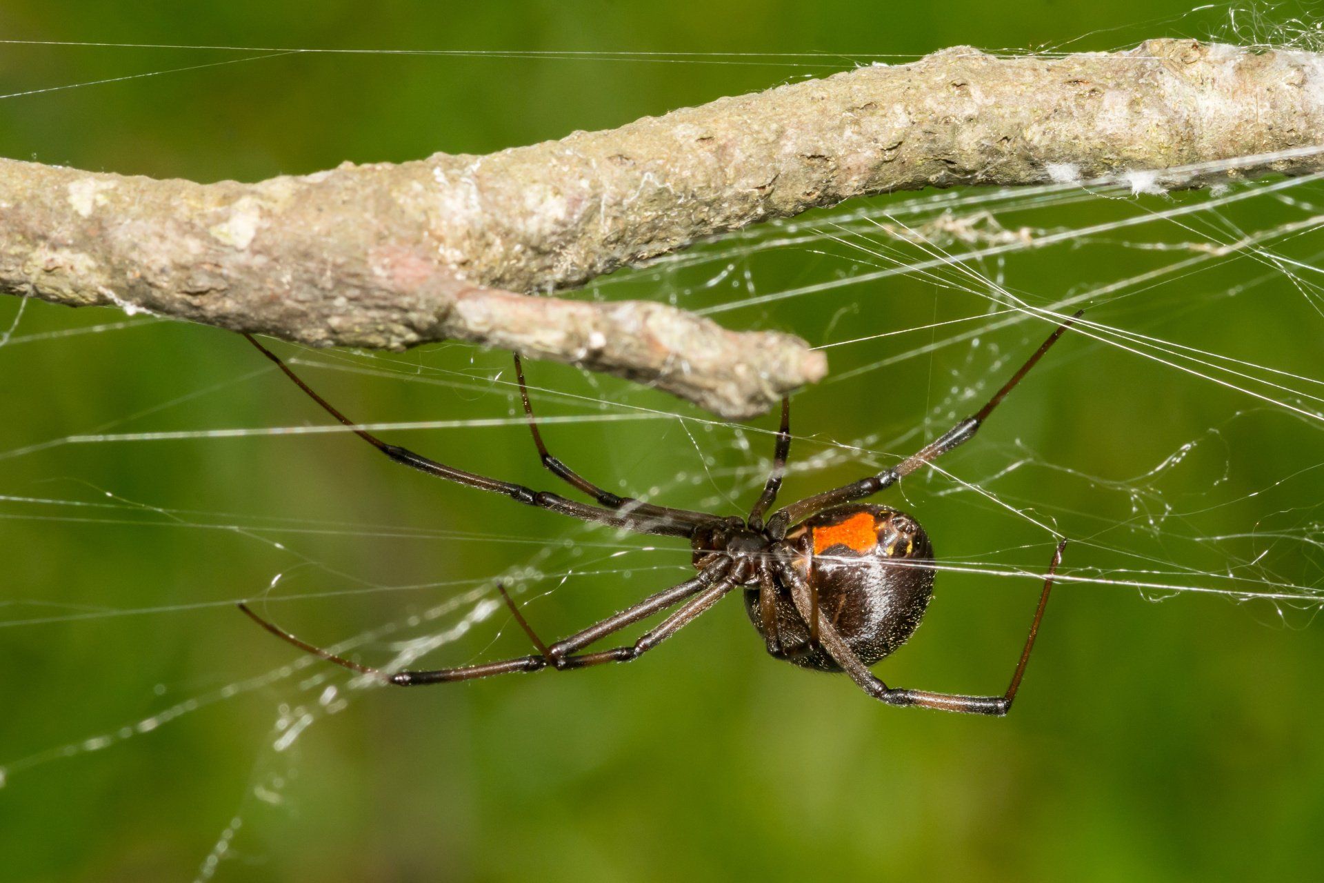 how to kill black widows