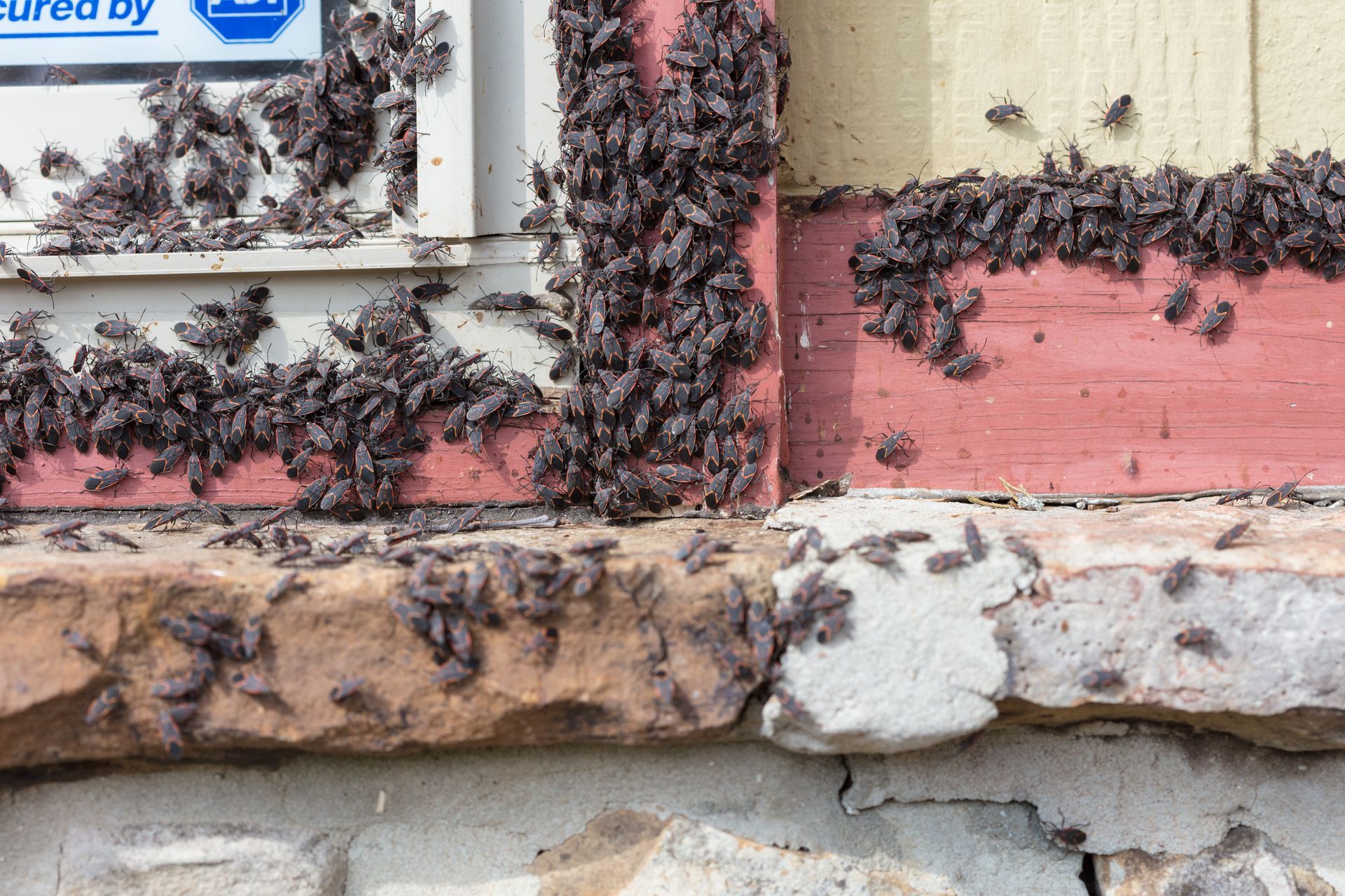 boxelder infestation