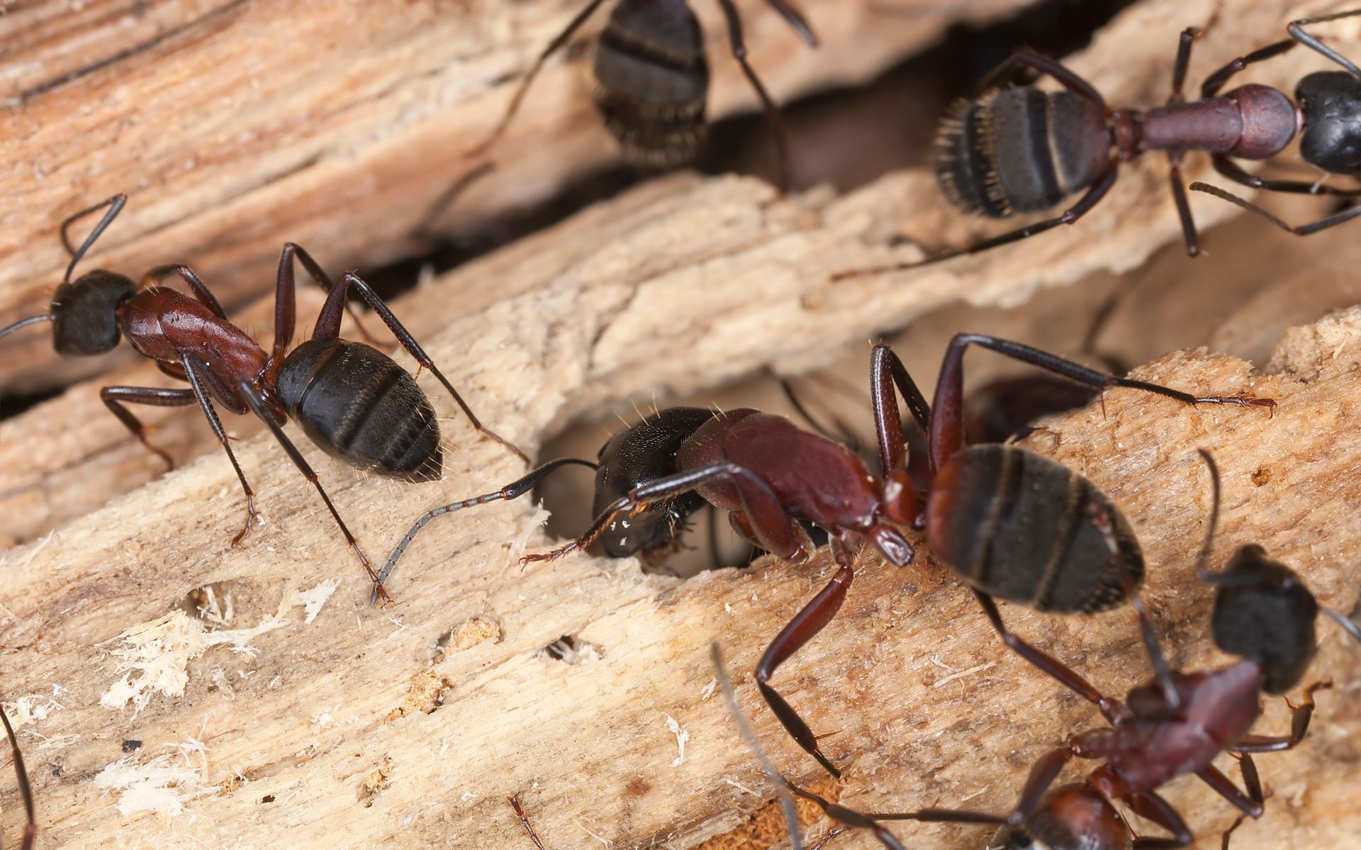 stop carpenter ants
