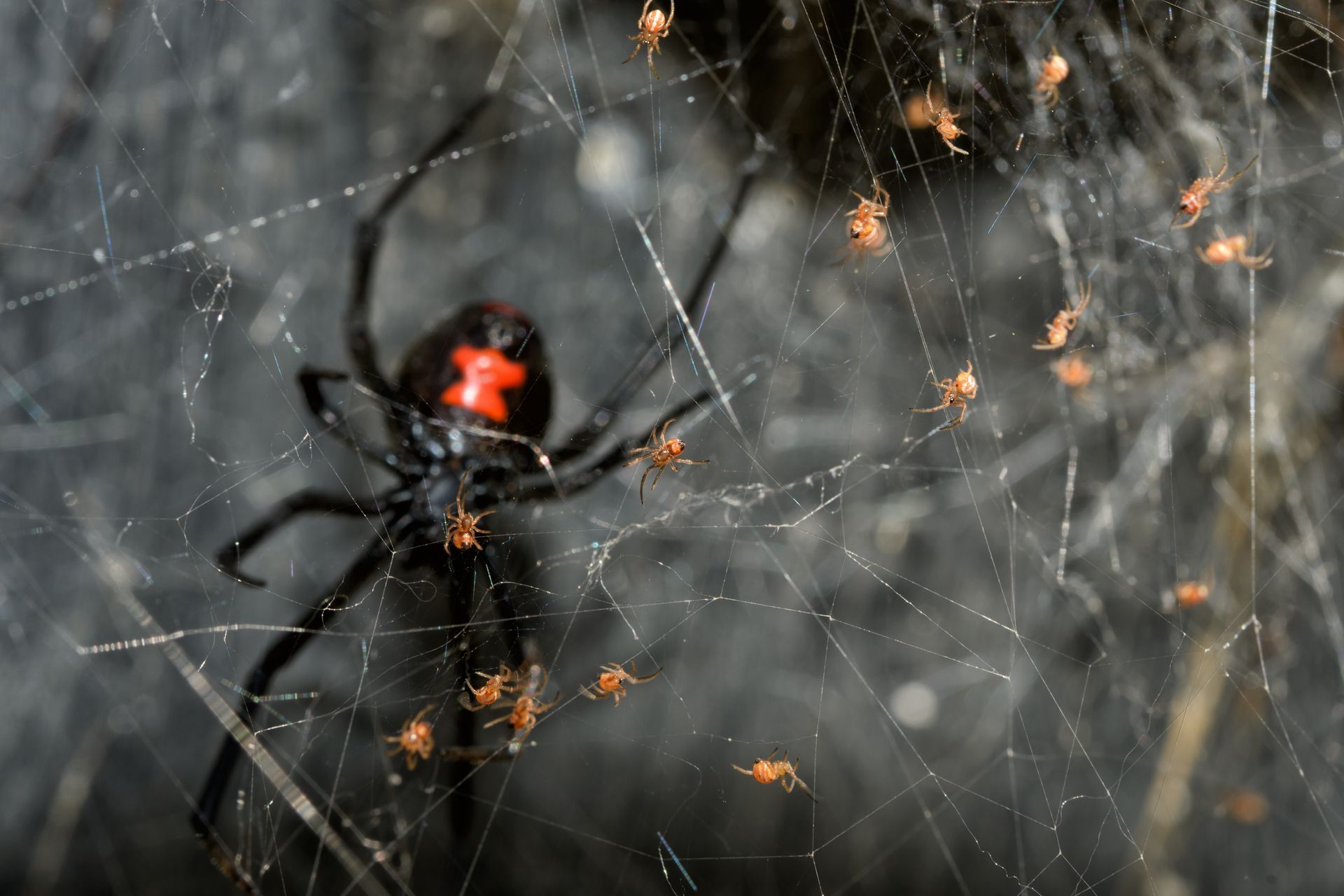 how to keep spiders away
