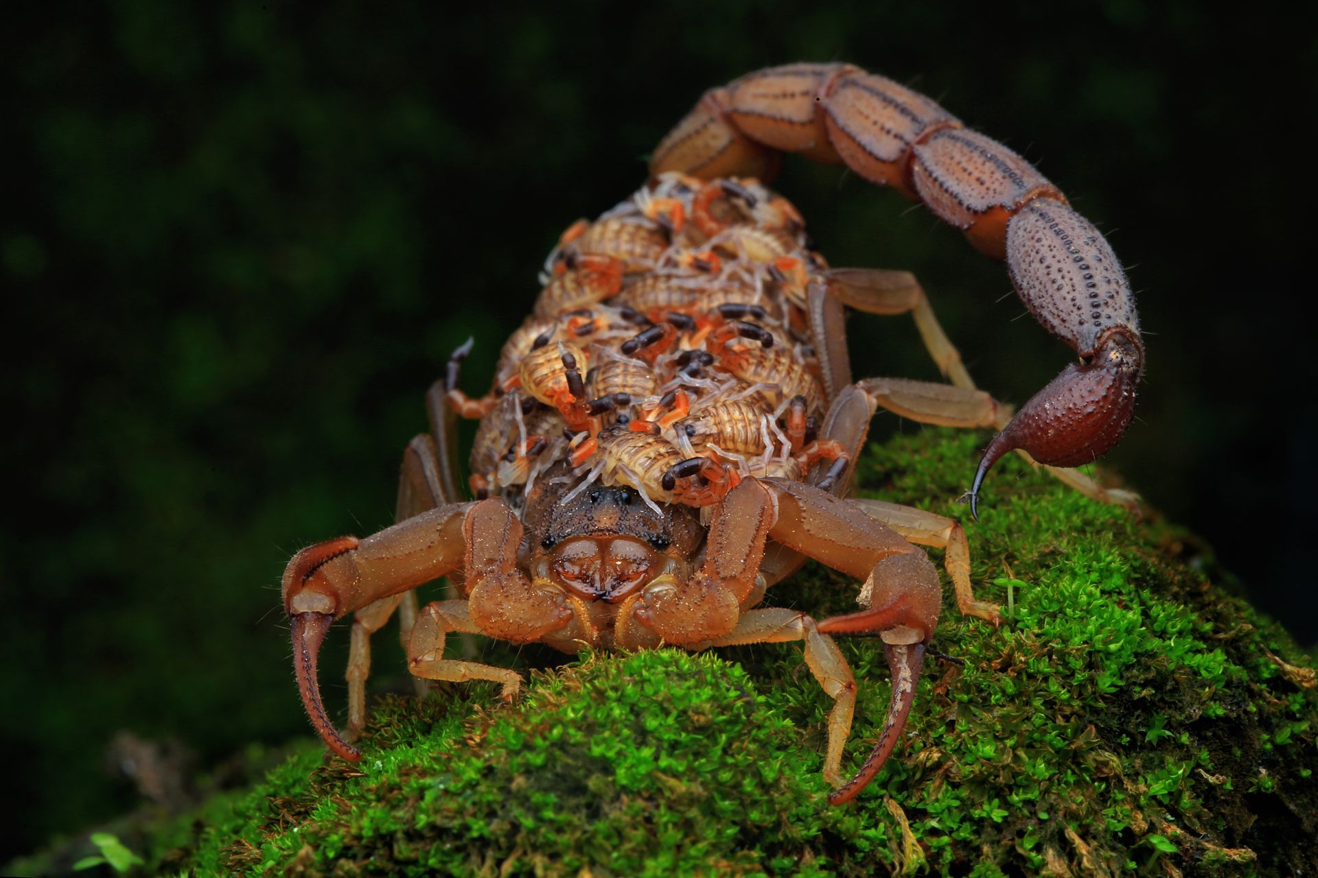 get rid of scorpions