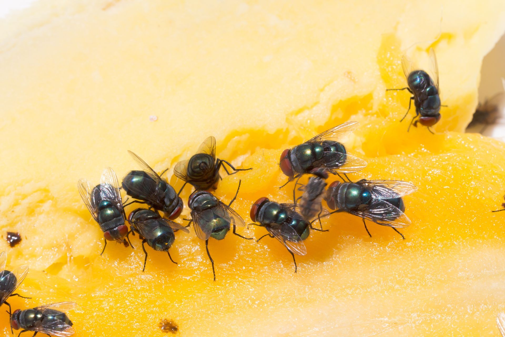 image of flies eating