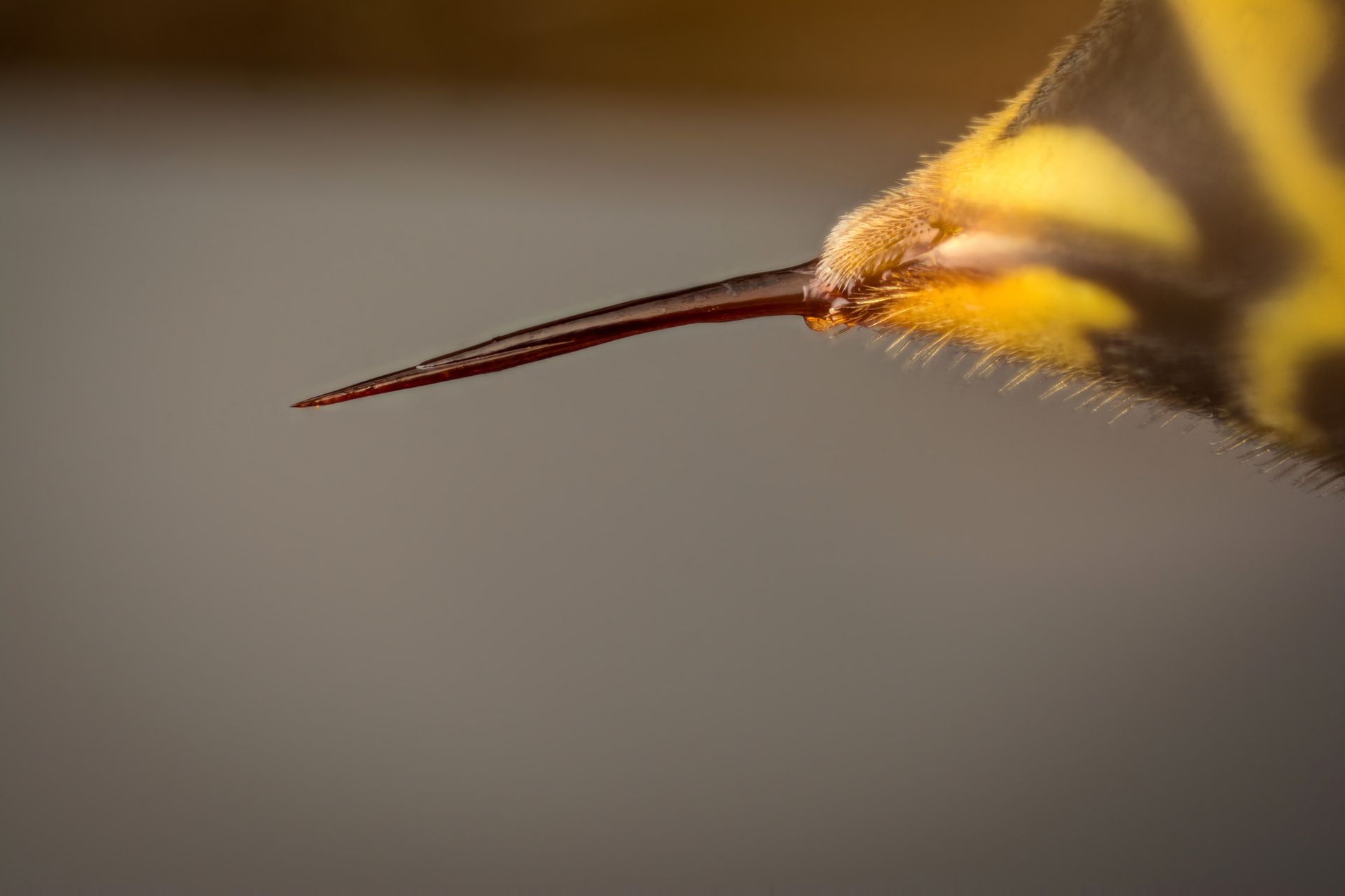insect stinger