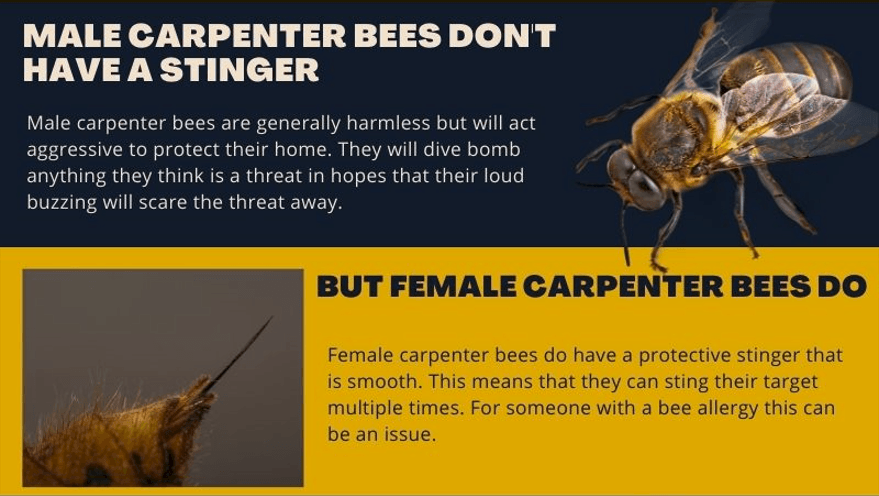 Compares the stinger of male and female carpenter bees. Female carpenter bees have a stinger while males do not. Compares the stinger of male and female carpenter bees. Female carpenter bees have a stinger while males do not.