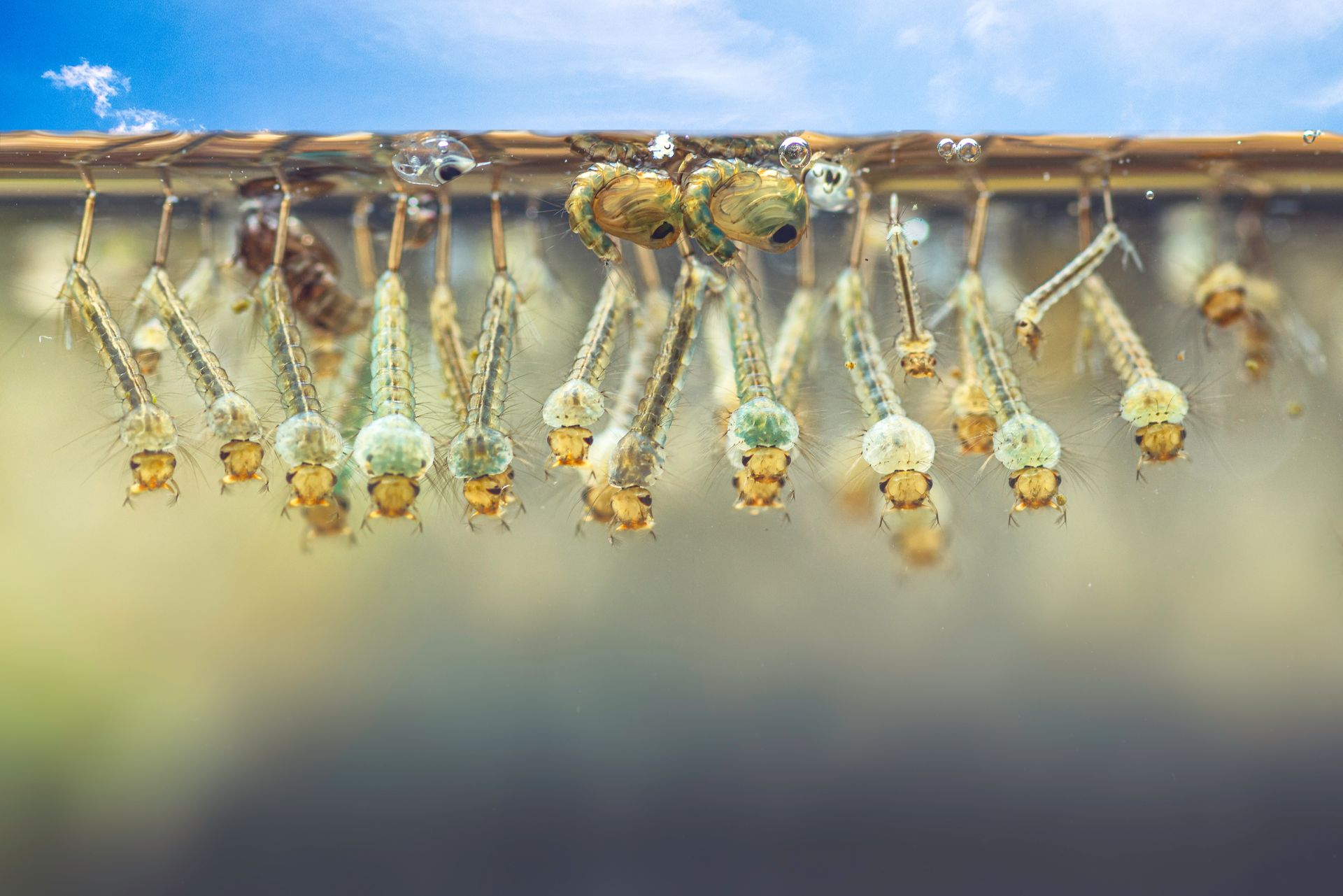 mosquito larvae