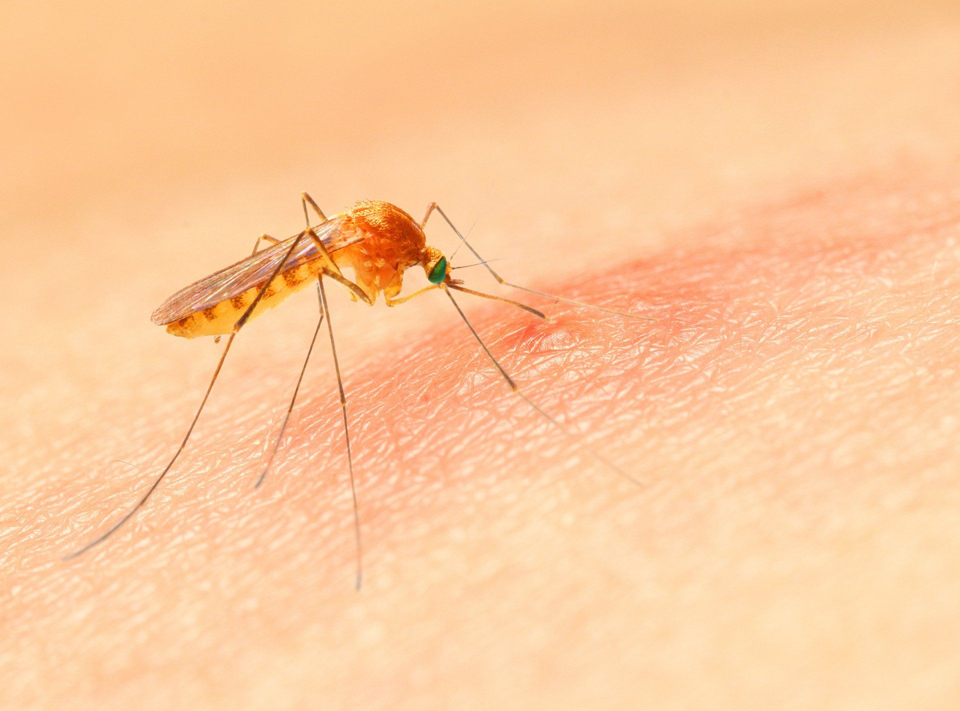 mosquito bite