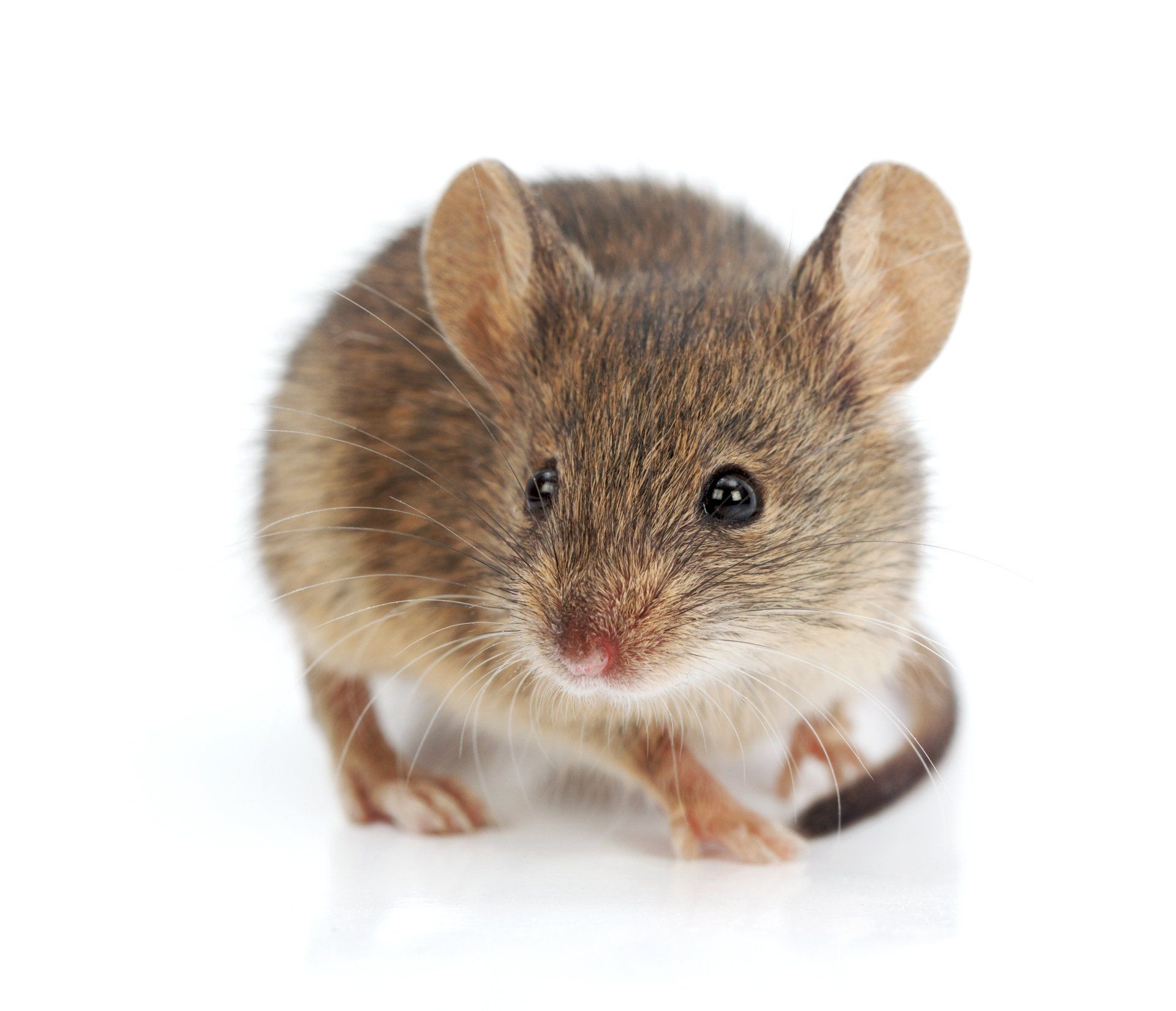 Mice