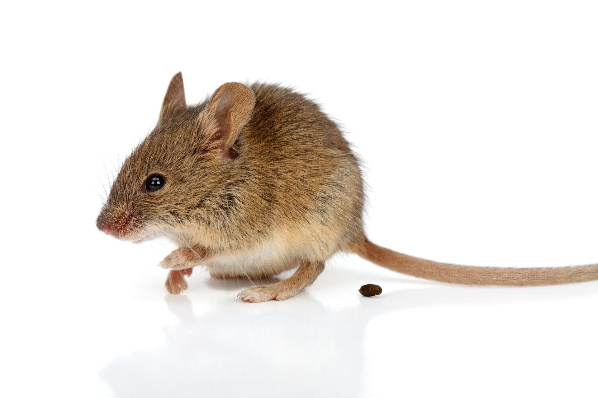 mouse-droppings